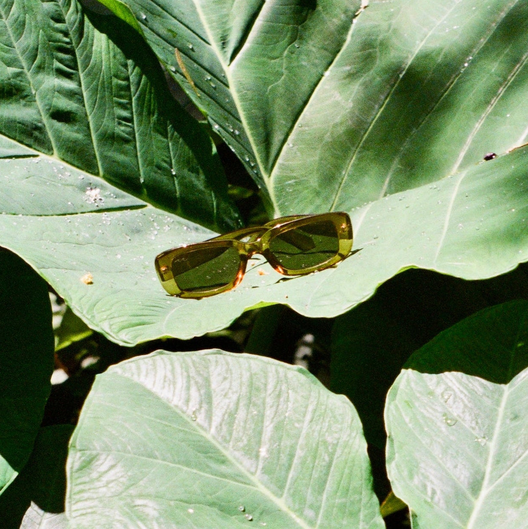 Sunglasses lying on large green leaves