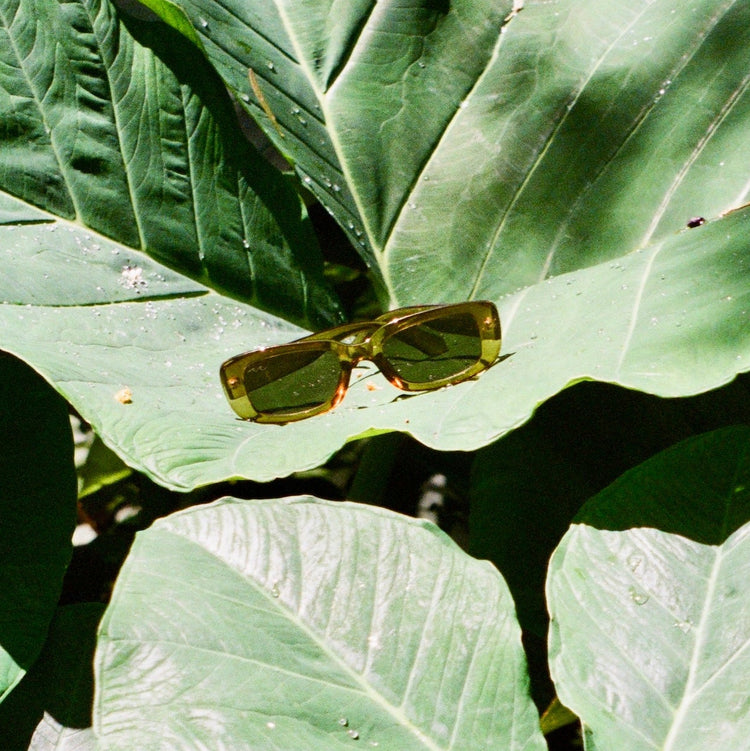 Sunglasses lying on large green leaves